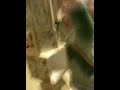 Seth knocking over blocks