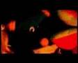 Anno Fallo - Pameja