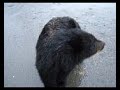 baby black bear baby black bear