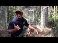 JUNGLE CAT - Species Spotlight