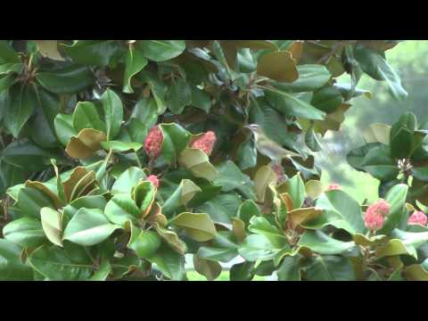 how to fertilize magnolia trees texas