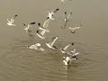 Feeding Seagulls Feeding Seagulls