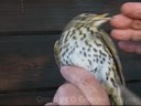 Baguage de Grive musicienne - Turdus philomelos. Baguage de Grive musicienne - Turdus philomelos.