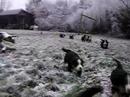 Pups Lucy rennen buiten