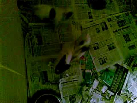 video buddadog - allevamento amatoriale di cani 