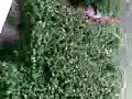 annas bushes