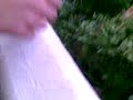 annas bushes