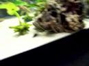 Guppies and shrimp 2 Guppies and shrimp 2