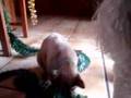 Johnny brincando com o enfeite :D
