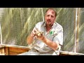Pet Turtle Care : The Best Care For a Box Turtle