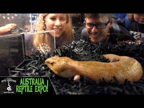 YouTube reptile video