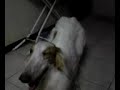 borzoi,maltis. borzoi,maltis.