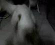 Borzoi video