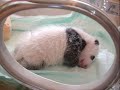 baby panda watch me grow baby panda watch me grow