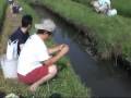 たなご釣り