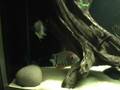 videos de Wild Caught Rokteil, Red Head, Severum