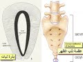 كيفية احياء الموتى يوم القيامة من منظور علمي كيفية احياء الموتى يوم القيامة من منظور علمي
