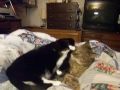 The Ebb, The Flow, and the Go, 3CoolKats Ep. 46 The Ebb, The Flow, and the Go, 3CoolKats Ep. 46