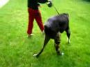 tuz wears long leg brace (www.animalorthocare.com)