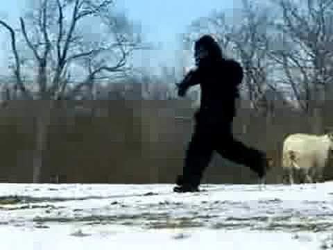 THE WORLD'S MOST SHOCKING BIGFOOT VIDEOS - 2