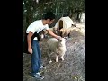 Sheep Attack in Boca