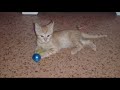 Miss Bridget, bridge kitten update
