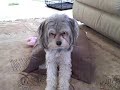 Teddy taking spanish classes