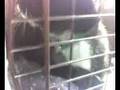Maggie and Sylvester meowing, going to the vet
