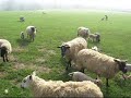 Cotswold  Sheep (sheep In The Cotswolds, Not The Breed)