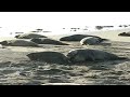 Elephant Seals San Simeon CA Dec. 2006