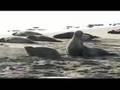 Elephant Seals San Simeon CA Dec. 2006