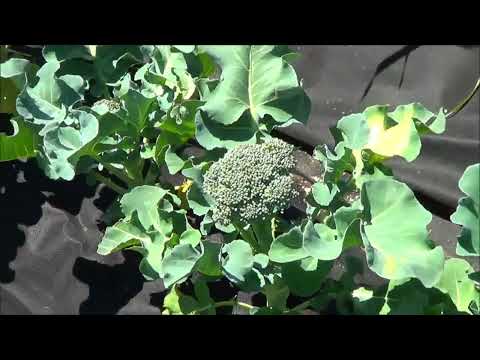 gardening - Serious Gardener and Chef show you what we have growing in April. Tons of great vegetables are growing after a some crazy Texas weather in March! We are in U...