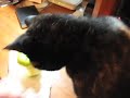 Cat likes apples.