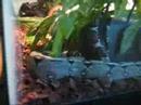 Boa and Ball Python