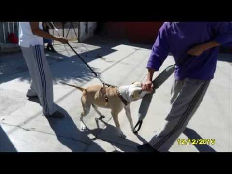 american pitbull