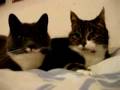 videos de Re: Cat Talking, Translation