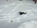 videos de Frisbee Chasing Down a Disc in the Snow