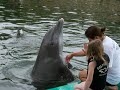more dolphin