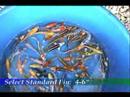 Blackwater Creek: Select Koi 4-6\" Blackwater Creek: Select Koi 4-6\"