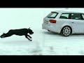 Audi A4 - The Dog