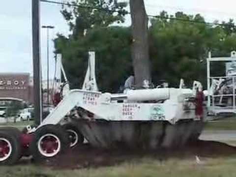 how to transplant a tree by hand