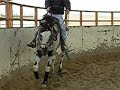 Butterwap Confetti, Appaloosa stallion