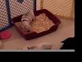 Playful Piglets from Valentine\