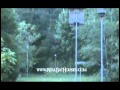 Albino Bat - YouTube