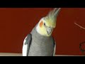 Tom the cockatiel easting his toast