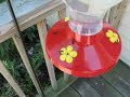 Ants and the Hummingbird Feeder