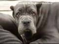 videos de Neapolitan Mastiffs 