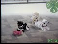 Nintendogs sniffing