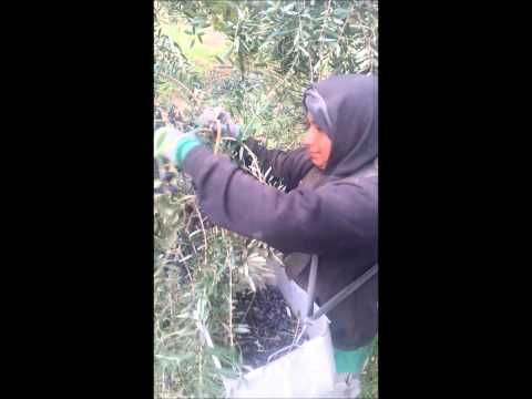 how to harvest olives by hand