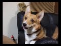 ???? ????